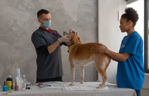 The Importance of Oral Parasite Prevention in Pets