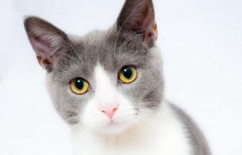 Commonly Used Tests in Veterinary Diagnostic Laboratories