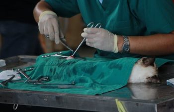 Making the Right Call: Considerations for Pet Dental Surgery