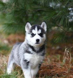 Guidelines for Maintaining Healthy Weight in Pets