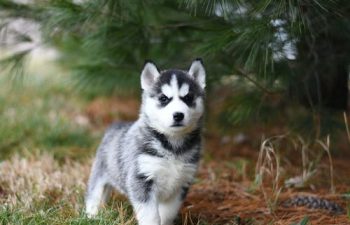 Guidelines for Maintaining Healthy Weight in Pets