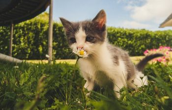 How to Have Stress-Free Visits to Pet Groomers: Important Guidelines