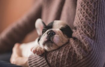 What Role Does Vaccination Have in Pet Internal Medicine?