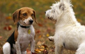 The Life-Saving Benefits of C-Sections for Dogs