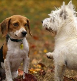 Top 5 Healthy, Fresh Snacks for Dogs