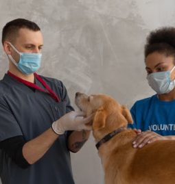 Vet-Approved Pet Parasite Prevention at Home