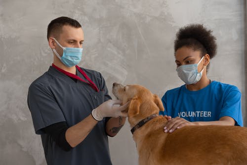 Vet-Approved Pet Parasite Prevention at Home