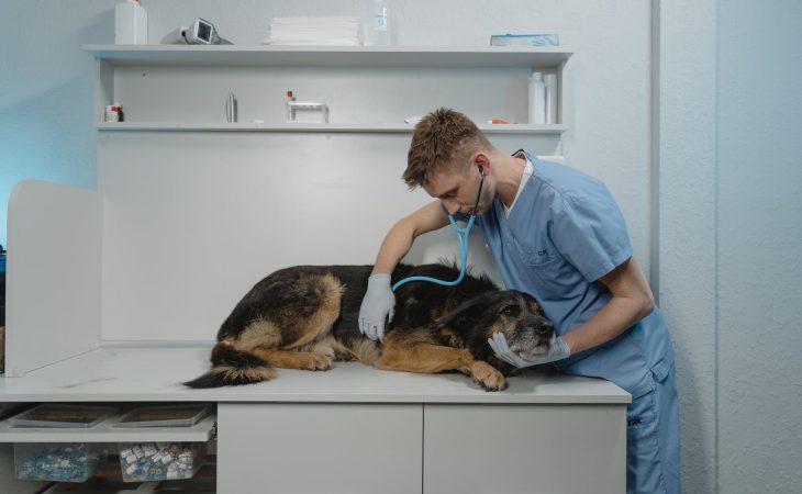 Recognizing Signs of Pain or Discomfort in Pets