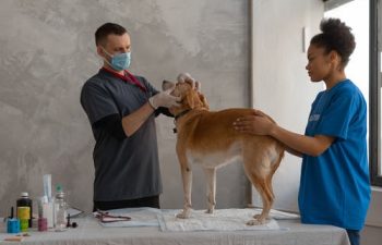 Dental Surgery in Pets: Procedures and Recovery