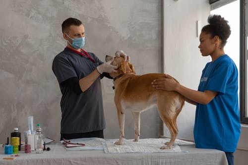 Dental Surgery in Pets: Procedures and Recovery
