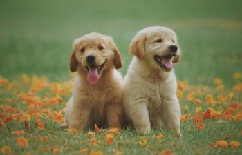 Pet Oncology: Understanding Cancer in Our Furry Friends