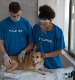 Ultimate Puppy Care Guide: Tips for First-Time Dog Owners