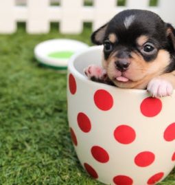 Combating Canine Influenza: Who Should Vaccinate Their Dogs and What Are the Benefits?