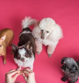 Why Your Local Veterinary Clinic Should Partner with a State-of-the-Art Veterinary Laboratory