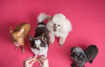 How Veterinary Rehabilitation Can Transform Your Pet’s Life: A Comprehensive Guide