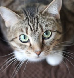 Top Questions to Ask Your Vet: Ensuring the Best Comprehensive Care for Your Pet