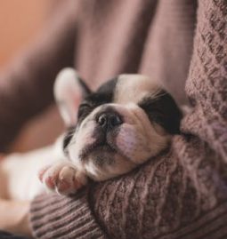 What is Pet Internal Medicine, and When Does Your Beloved Companion Need It?