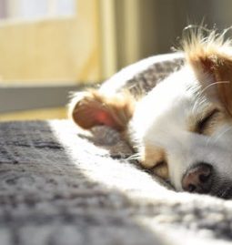Why Regular Vet Checkups are Essential for Senior Pets: What You Need to Know