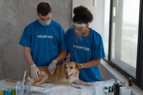 When to Opt for Minimally Invasive Pet Surgery?