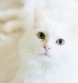 What Conditions Are Handled by Veterinary Internal Medicine Experts?