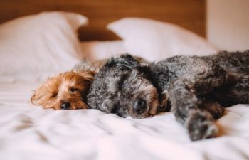 What Are the Most Common Emergencies in Elderly Pets?