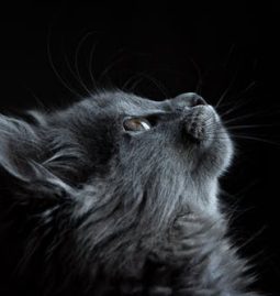 What to Do in a Pet Seizure Situation
