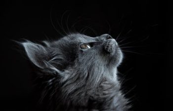What to Do in a Pet Seizure Situation