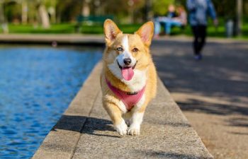 Why Your Pet Needs an Internal Medicine Vet Specialist