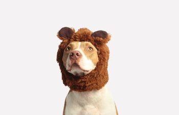 What Are Common Internal Medicine Procedures for Pets?