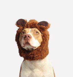 How Can a Customized Wellness Plan Improve My Pet’s Quality of Life?