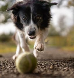 What Are the Common Veterinary Tests for Your Pet’s Internal Health?
