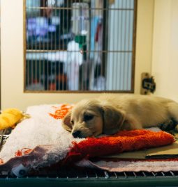 How Can Regular Veterinary Dental Cleanings Benefit My Pet?
