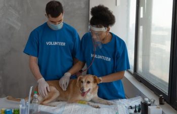 How Does Regular Grooming Benefit Your Pet’s Well-Being?