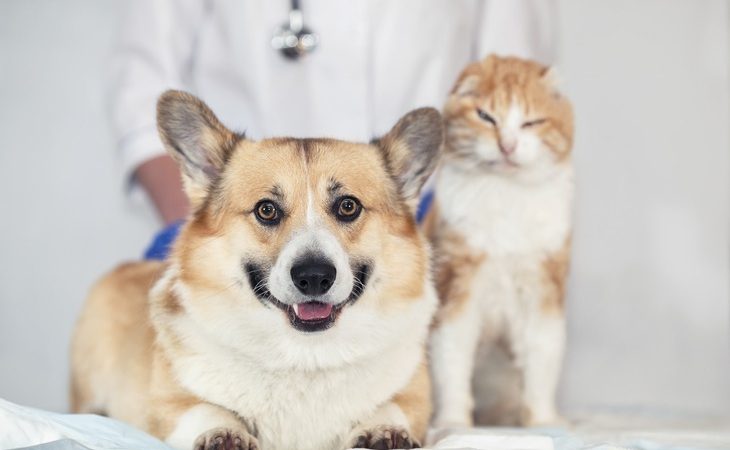 When to Schedule a Veterinary Follow-Up?