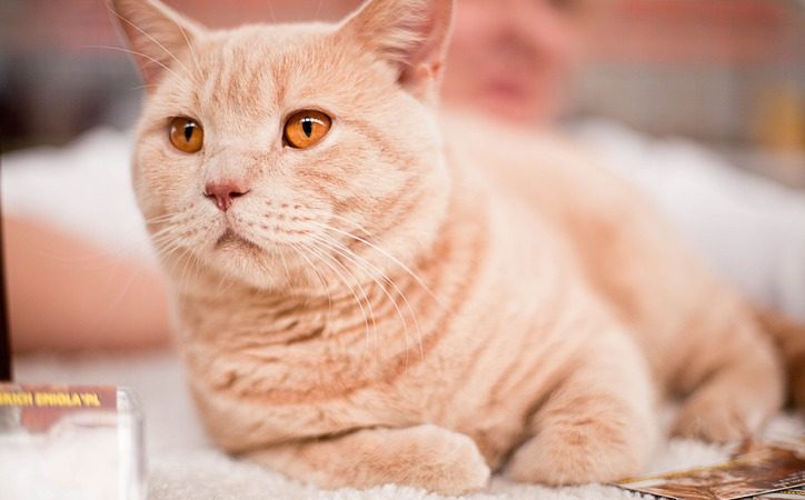 How Is Hyperthyroidism Diagnosed in Cats?