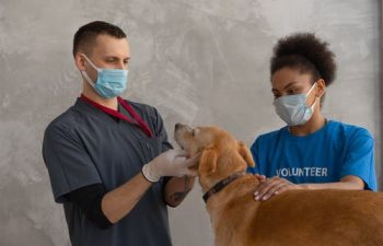 Why Is Regular Dental Care Important for Your Pet’s Health?