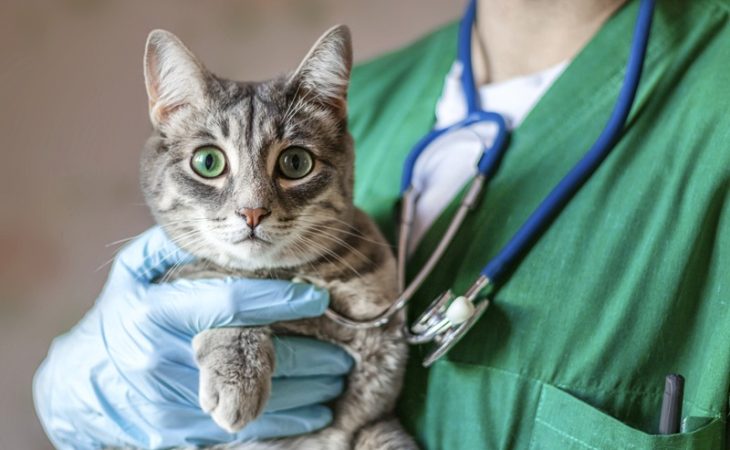 How Do Vet Lab Diagnostics Aid in Diagnosing Pet Health Issues Accurately?