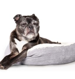 Why Are Routine Exams Crucial for Geriatric Pets?