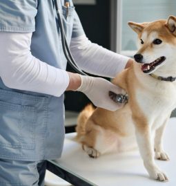 How Can Regular Wellness Exams Prevent Pet Illnesses?