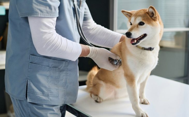 How Can Regular Wellness Exams Prevent Pet Illnesses?