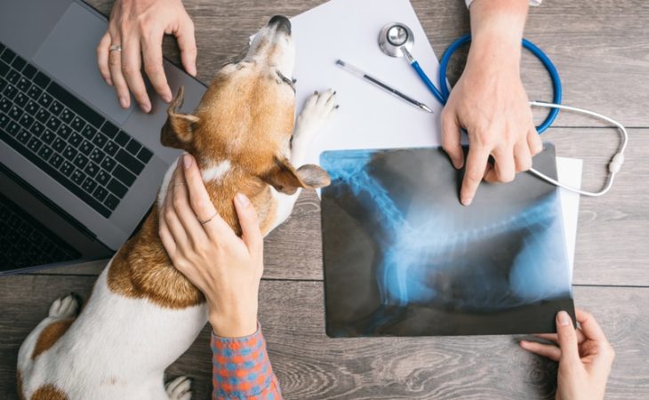 What Are Pet Wellness Plans and Who Needs Them?