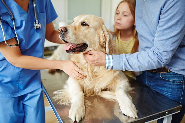 Why Should You Consider Internal Medicine at Animal Hospitals?