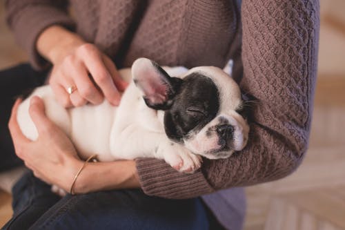 What Types of Vaccinations are Essential for Your Pet’s Health?