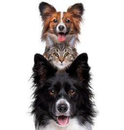 What’s Behind Your Pet’s Itchy Skin?