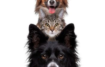 What’s Behind Your Pet’s Itchy Skin?