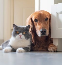 Is Bad Breath in Pets a Sign of Dental Problems?