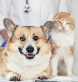 When to Schedule a Veterinary Follow-Up?