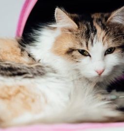 What’s a Pet Wellness Plan and How Does It Operate?