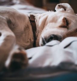 What Services Do Full-Service Vet Hospitals Offer?
