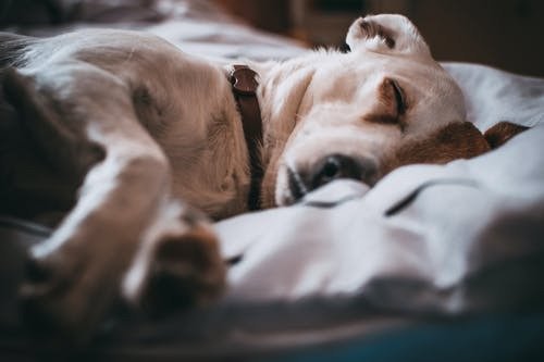 What Services Do Full-Service Vet Hospitals Offer?